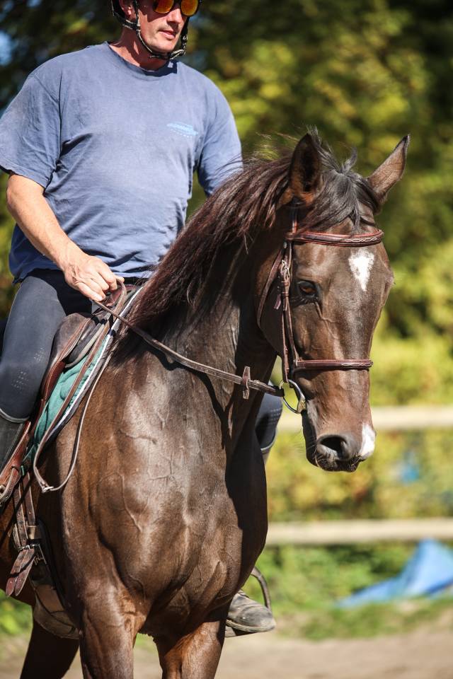 Gelding Thoroughbred For sale 2017 Dark Bay