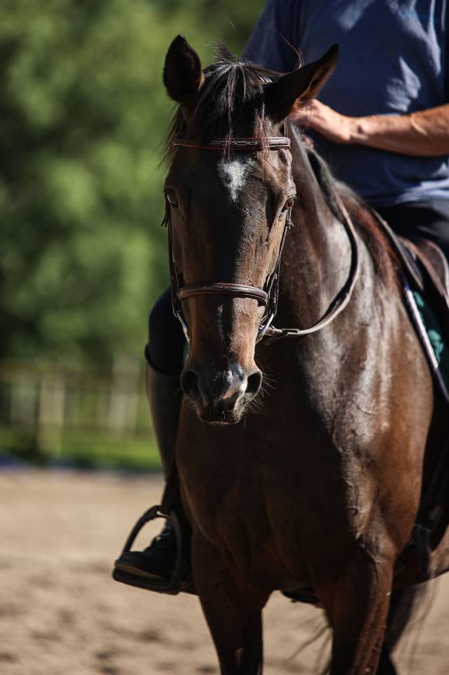 Gelding Thoroughbred For sale 2017 Dark Bay