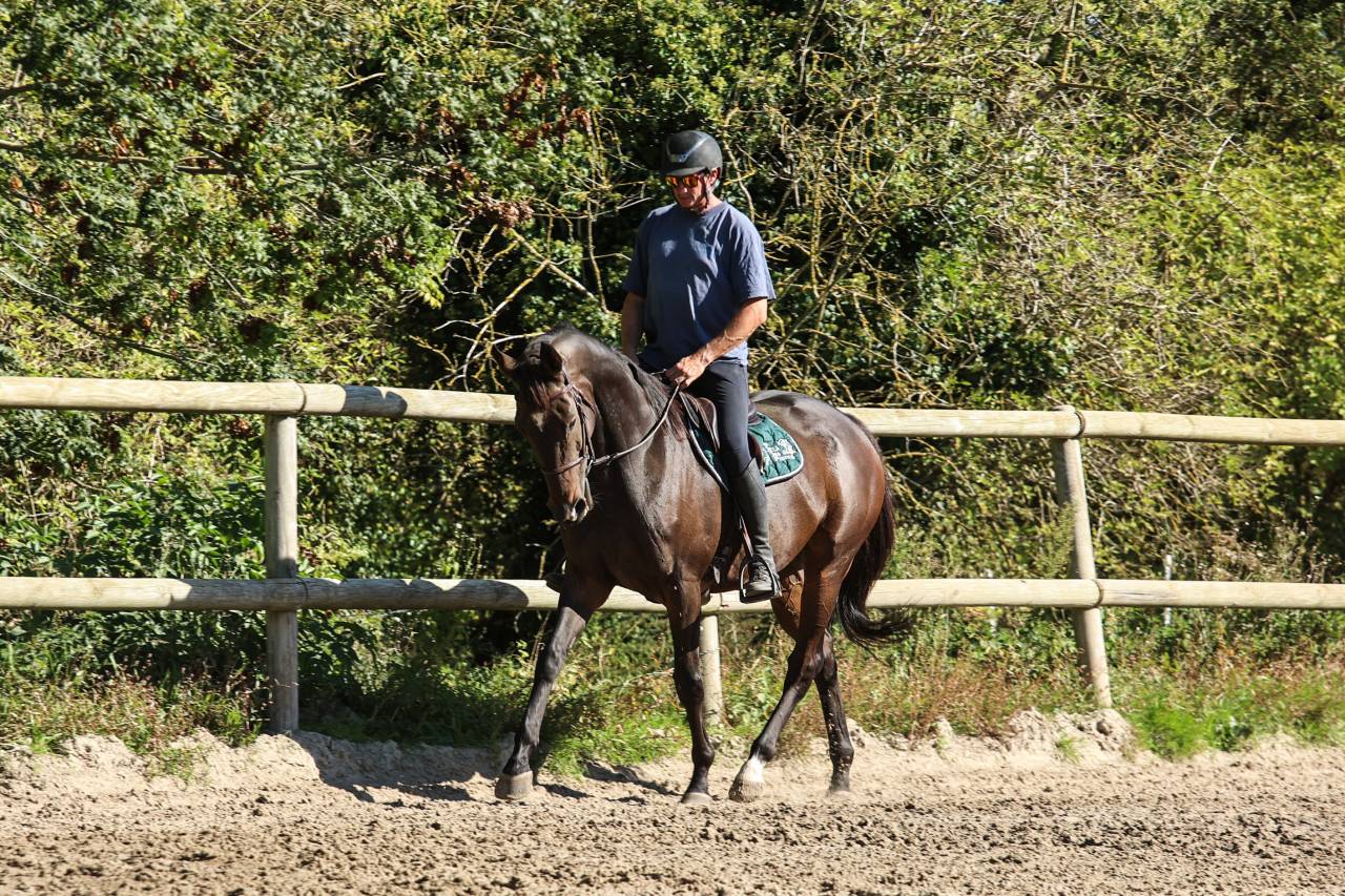 Gelding Thoroughbred For sale 2017 Dark Bay
