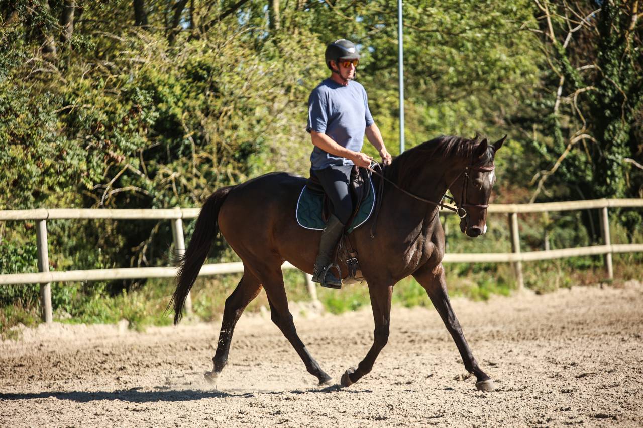Gelding Thoroughbred For sale 2017 Dark Bay