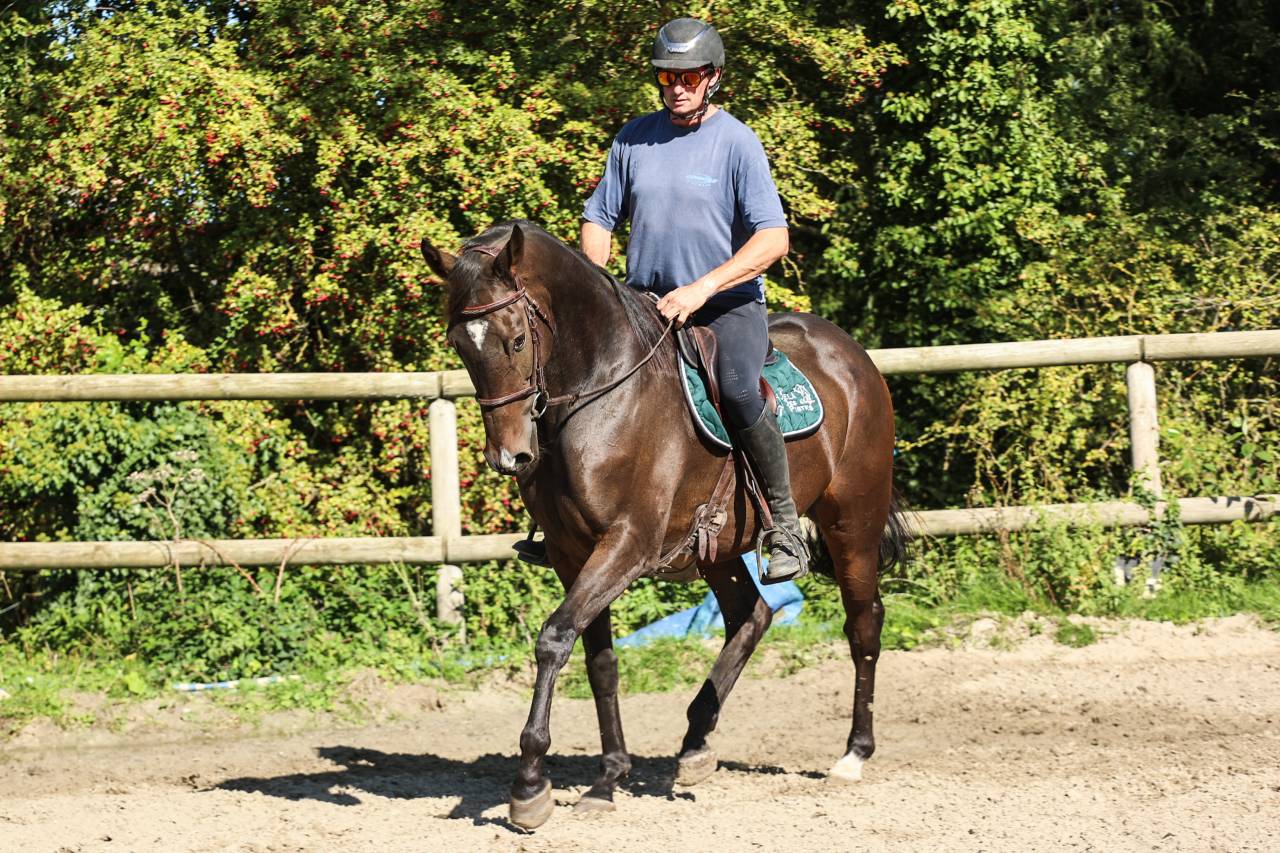 Gelding Thoroughbred For sale 2017 Dark Bay