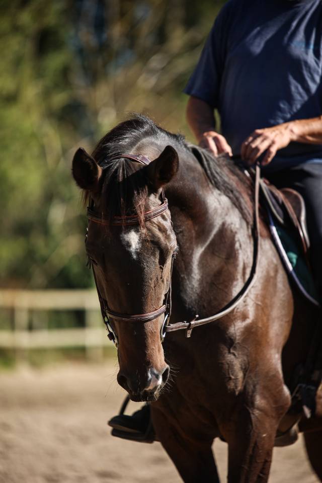 Gelding Thoroughbred For sale 2017 Dark Bay