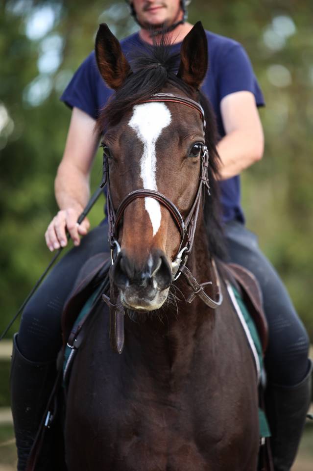 Mare Thoroughbred For sale 2022 Dark Bay