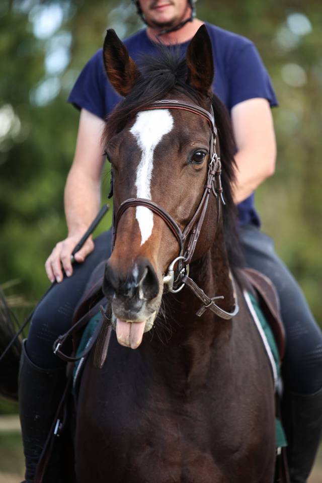 Mare Thoroughbred For sale 2022 Dark Bay