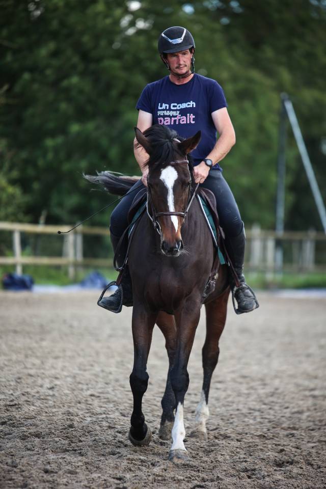 Mare Thoroughbred For sale 2022 Dark Bay