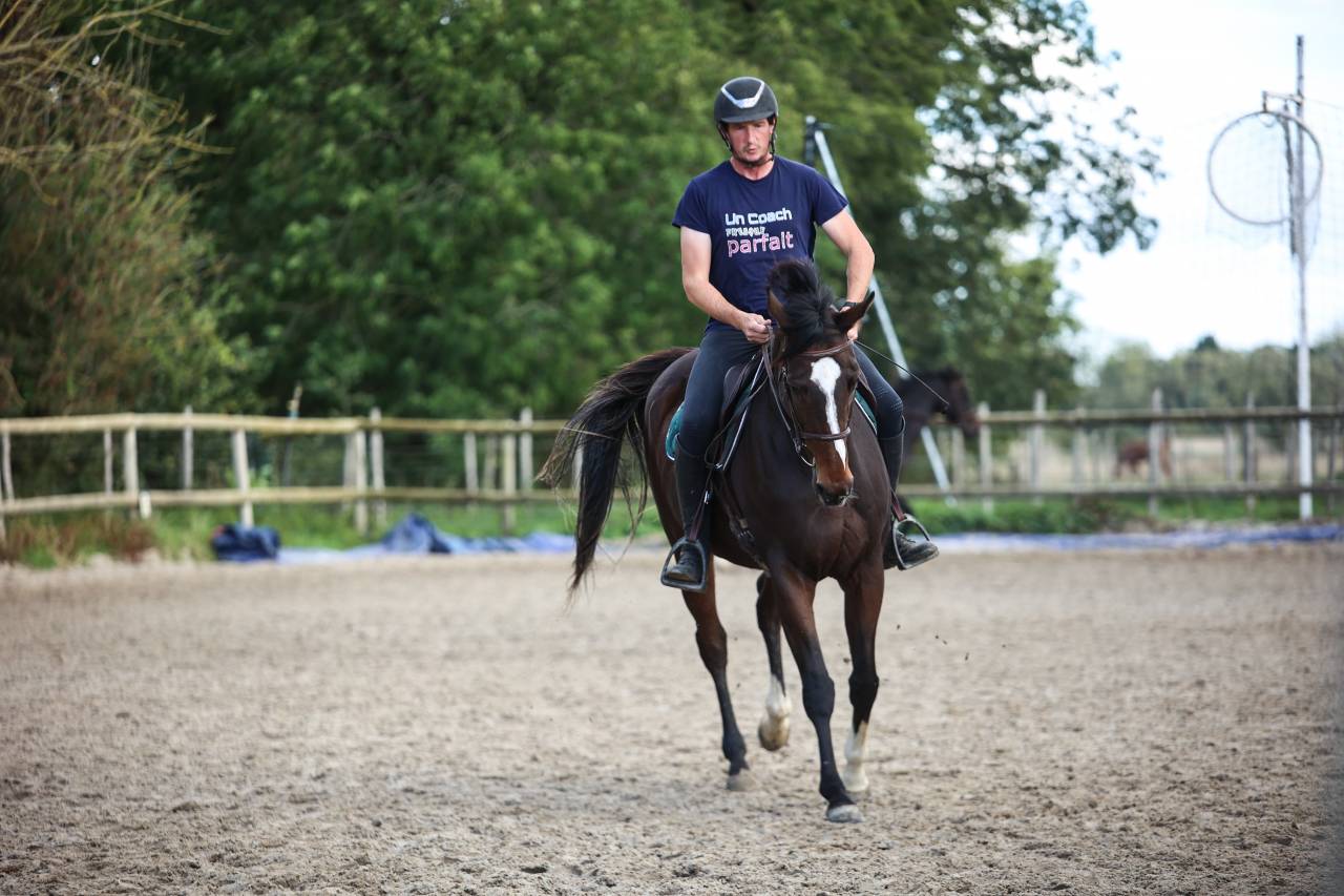 Mare Thoroughbred For sale 2022 Dark Bay