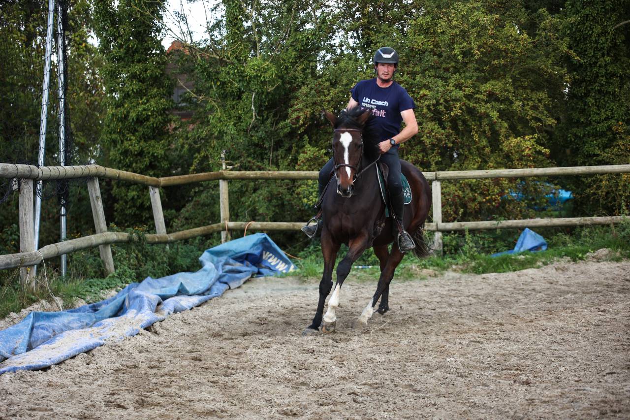 Mare Thoroughbred For sale 2022 Dark Bay