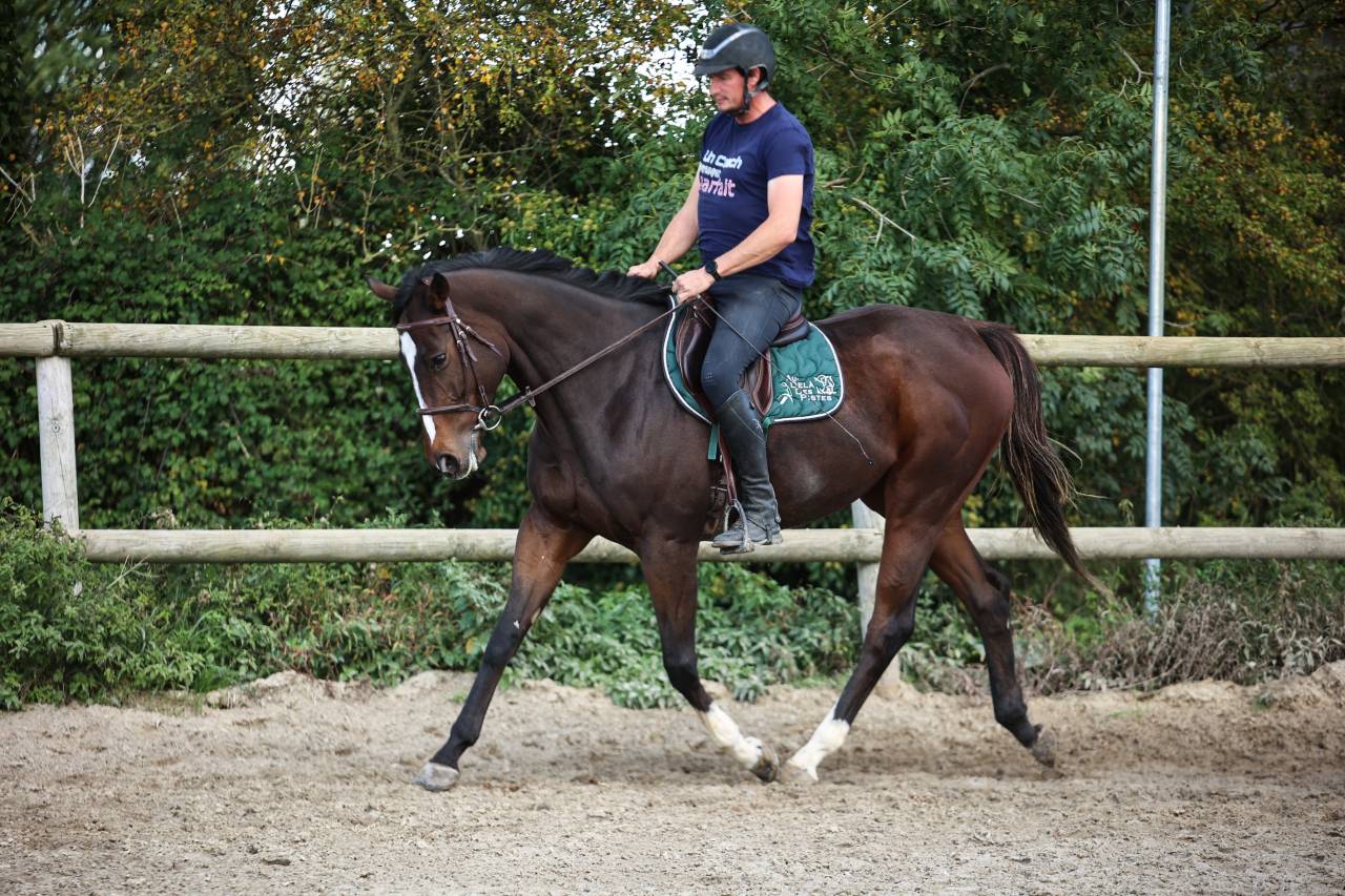 Mare Thoroughbred For sale 2022 Dark Bay