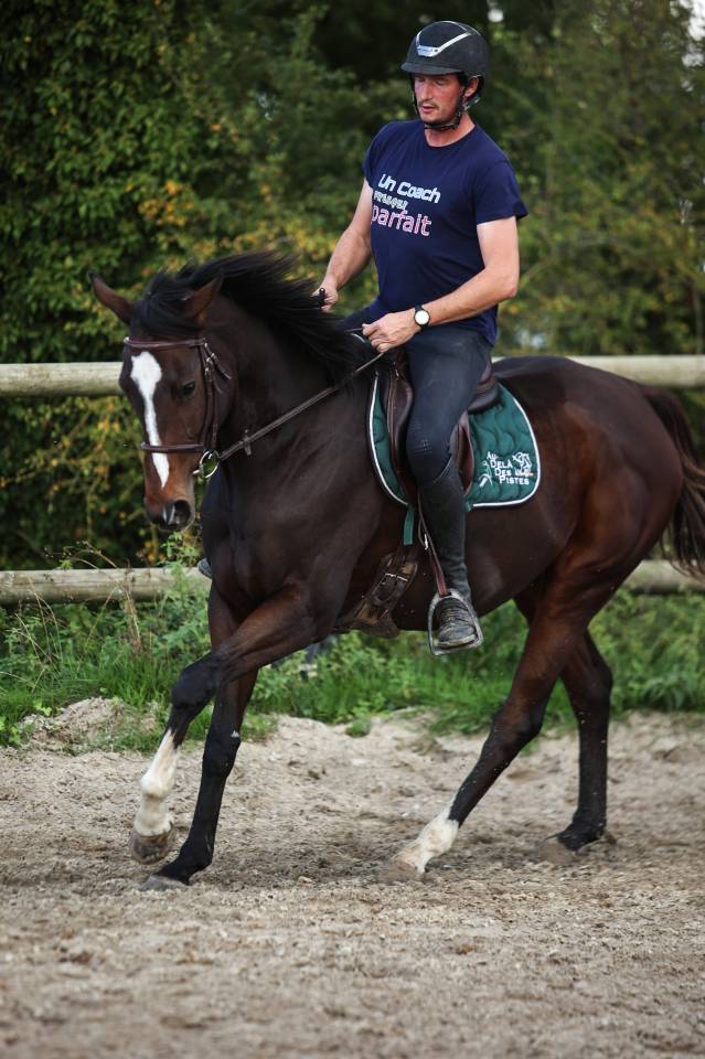 Mare Thoroughbred For sale 2022 Dark Bay