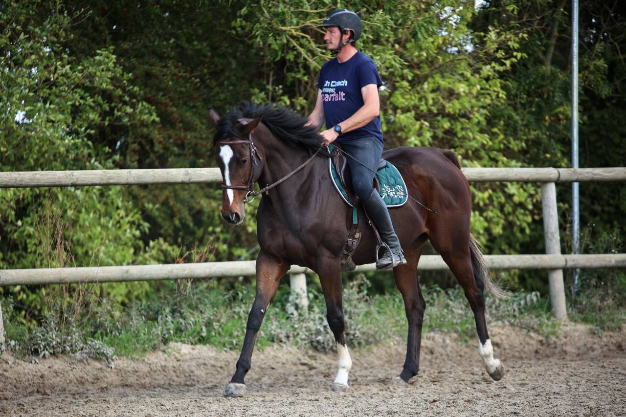 Mare Thoroughbred For sale 2022 Dark Bay