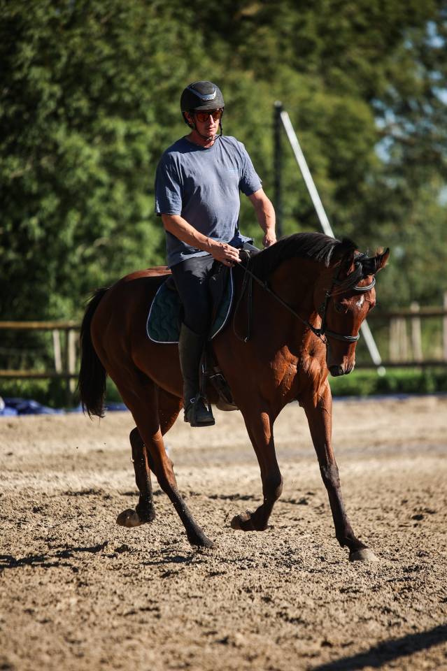 Gelding Thoroughbred For sale 2023 Bay