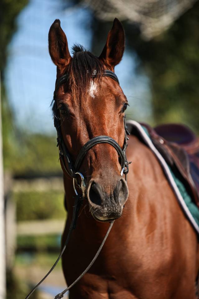 Gelding Thoroughbred For sale 2023 Bay