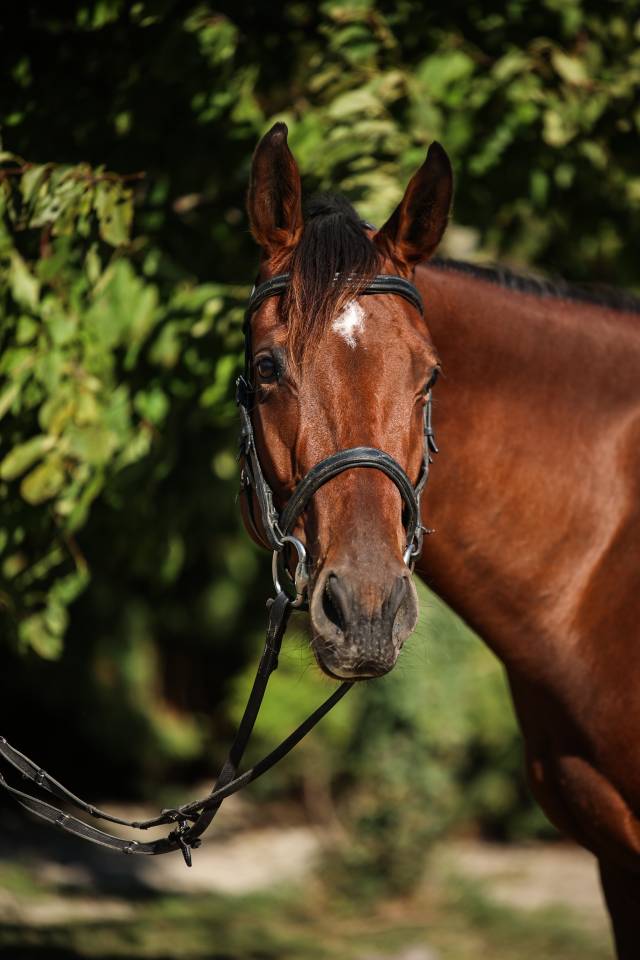 Gelding Thoroughbred For sale 2023 Bay