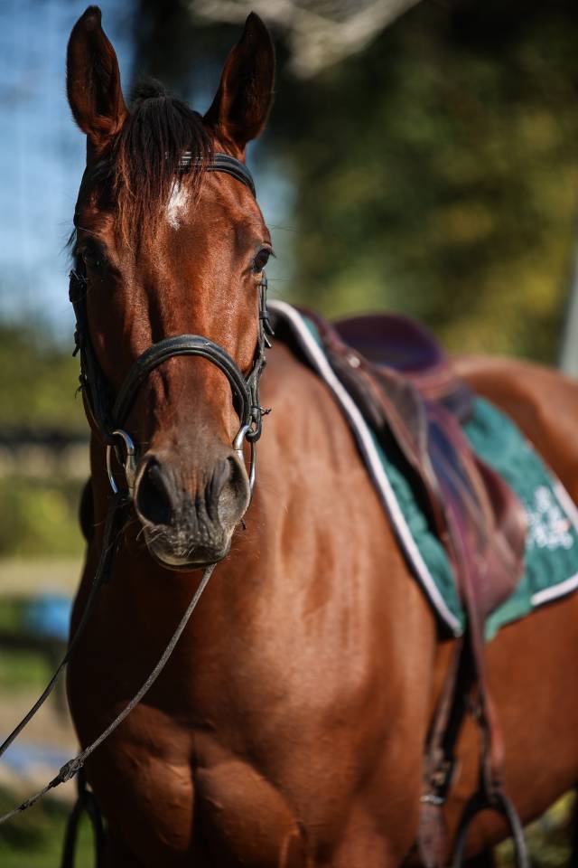 Gelding Thoroughbred For sale 2023 Bay
