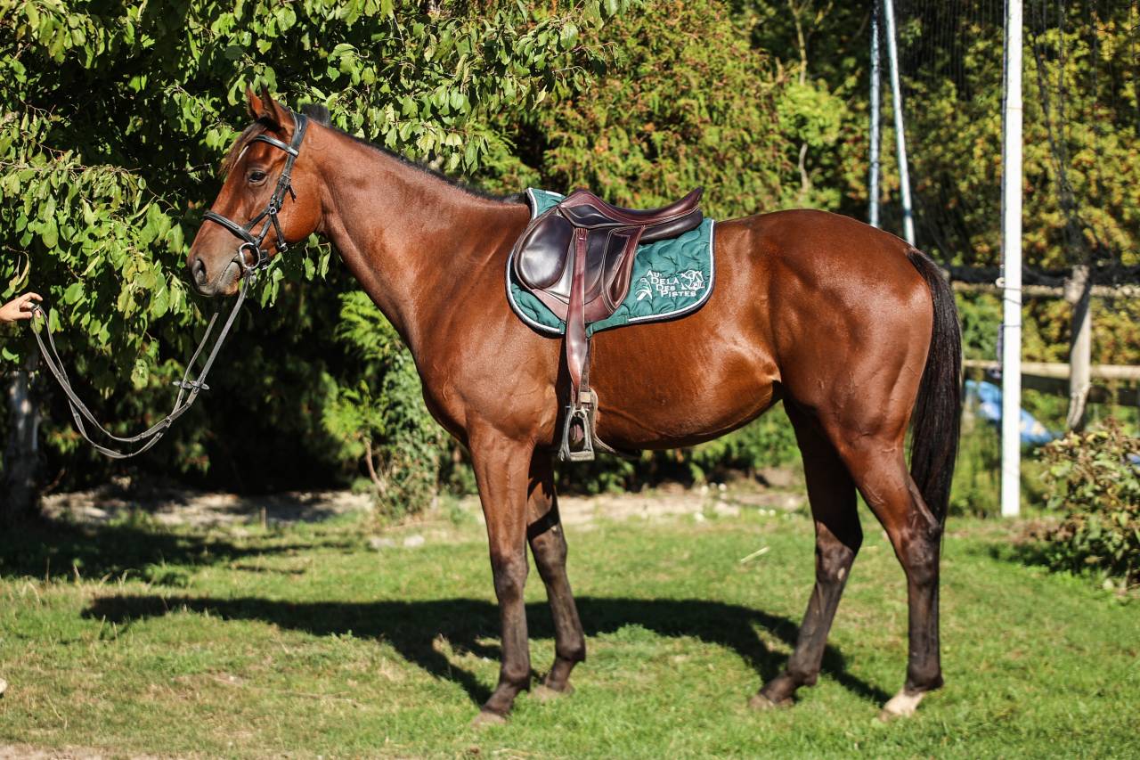 Gelding Thoroughbred For sale 2023 Bay