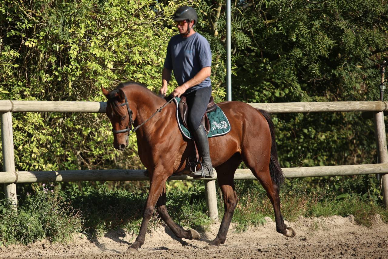 Gelding Thoroughbred For sale 2023 Bay