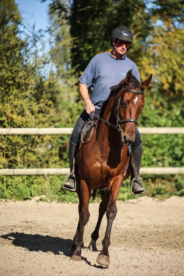 Gelding Thoroughbred For sale 2023 Bay