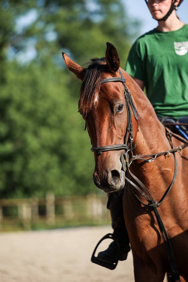 Gelding Thoroughbred For sale 2023 Bay