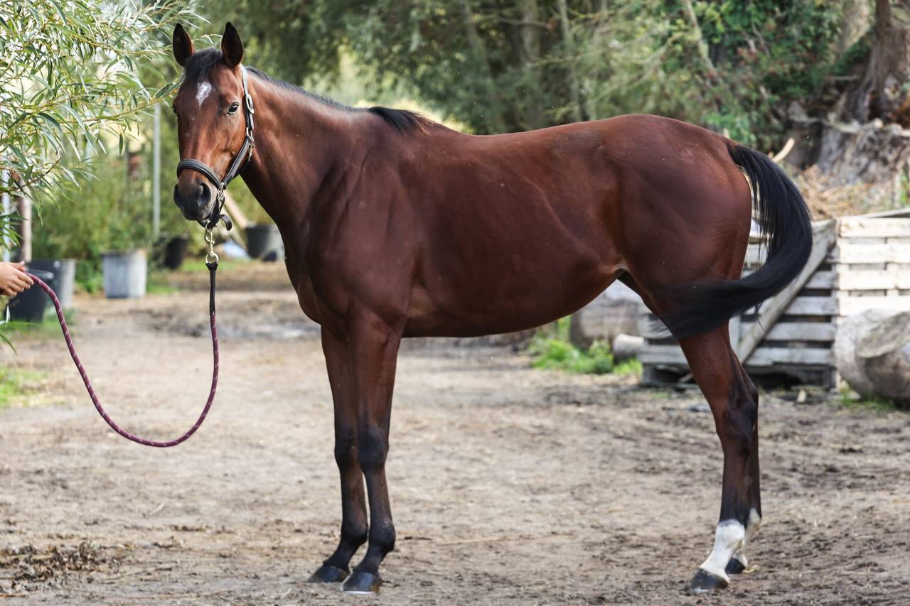Mare Thoroughbred For sale 2022 Bay