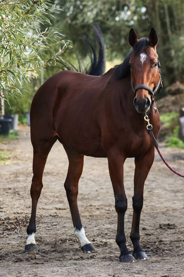 Broodmare Thoroughbred For sale 2022 Bay