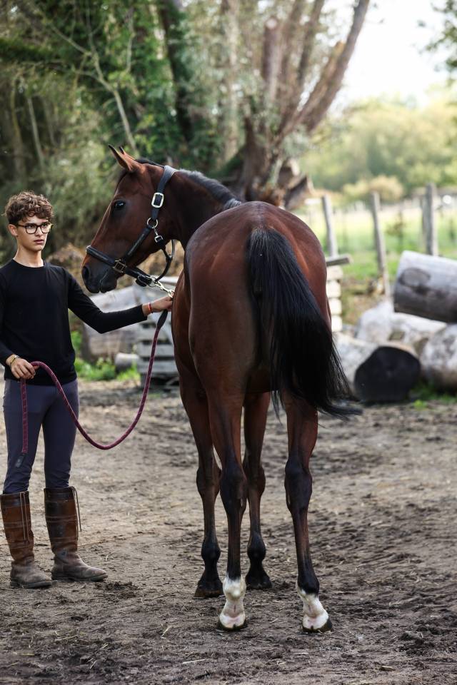Broodmare Thoroughbred For sale 2022 Bay