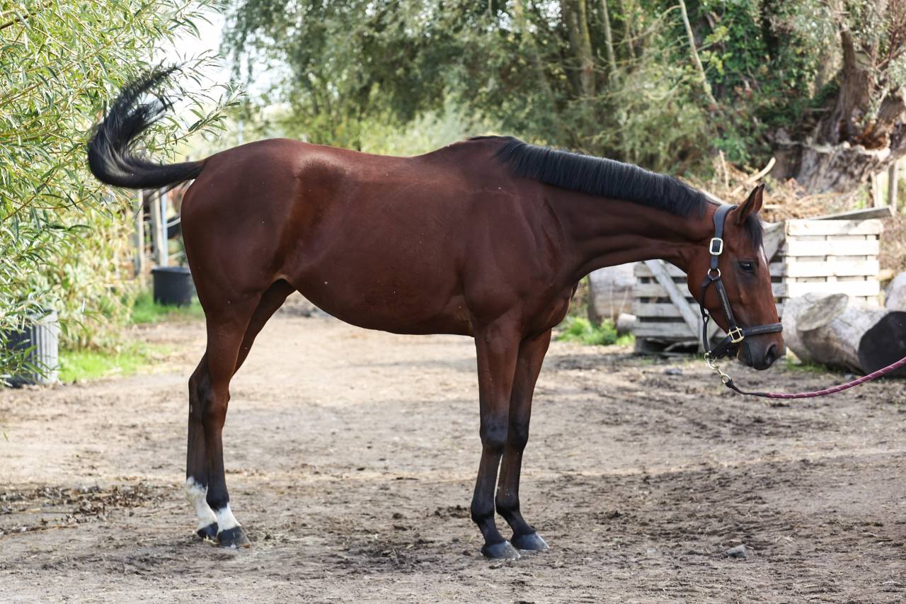 Broodmare Thoroughbred For sale 2022 Bay