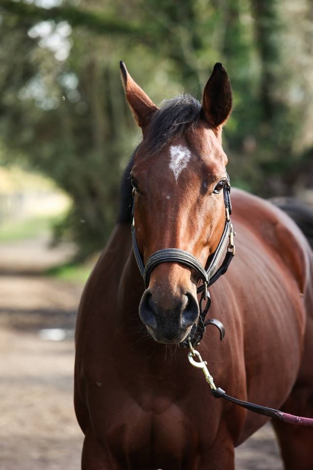 Broodmare Thoroughbred For sale 2022 Bay