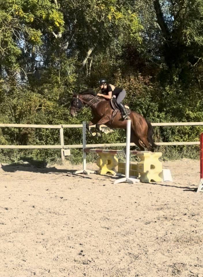 Mare Thoroughbred For sale 2020 Bay