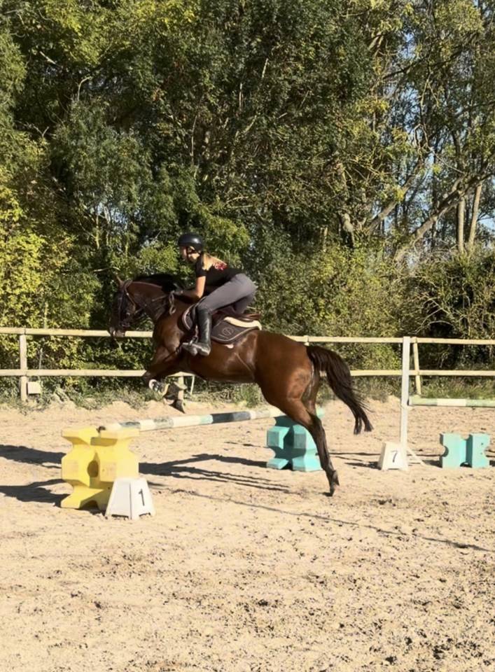 Mare Thoroughbred For sale 2020 Bay
