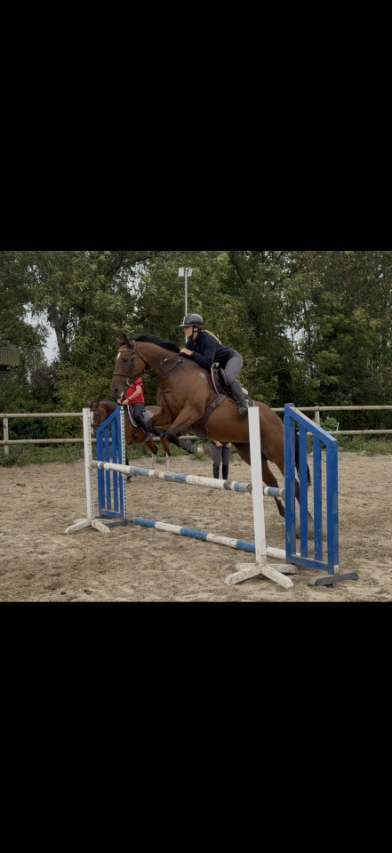 Mare Thoroughbred For sale 2020 Bay