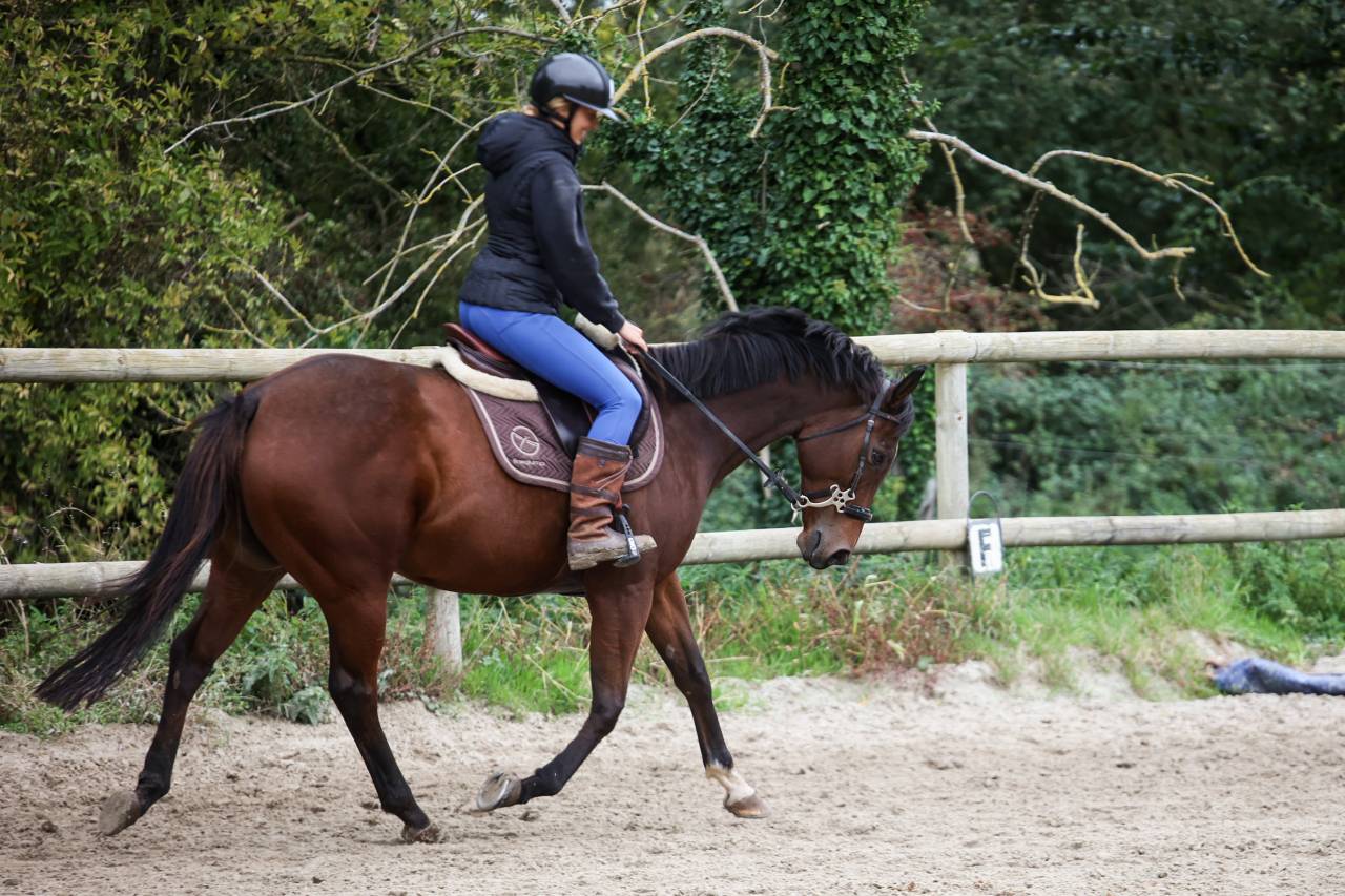 Mare Thoroughbred For sale 2020 Bay