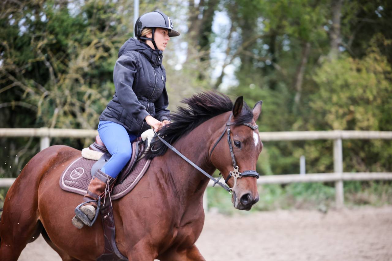 Mare Thoroughbred For sale 2020 Bay
