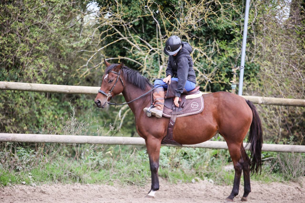 Mare Thoroughbred For sale 2020 Bay