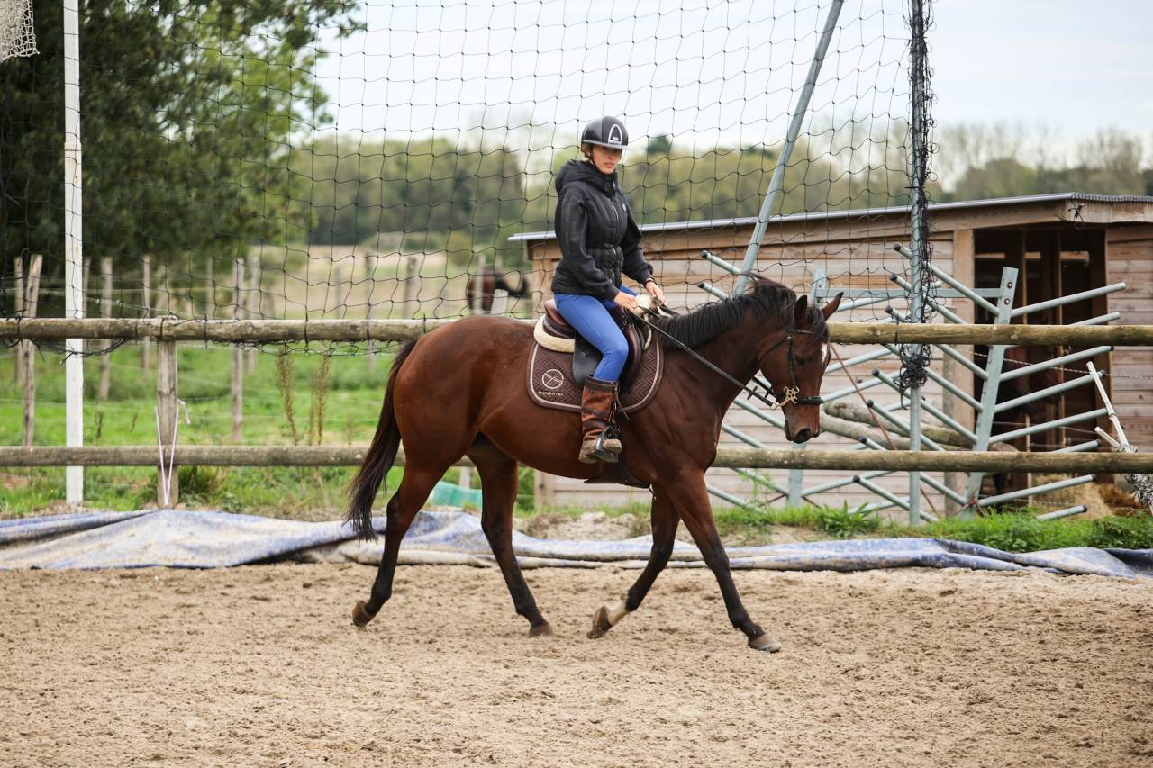 Mare Thoroughbred For sale 2020 Bay