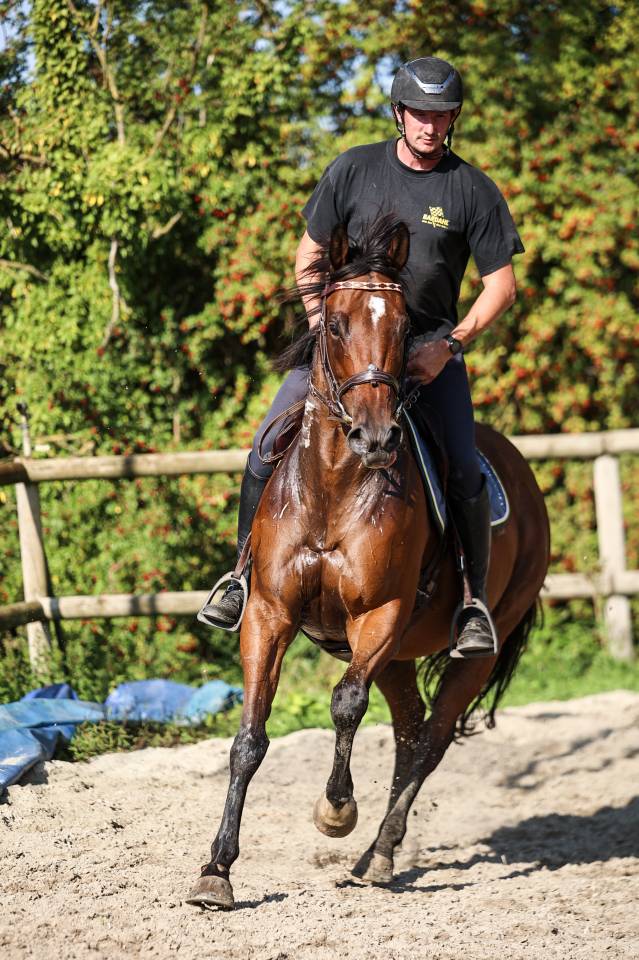 Mare Thoroughbred For sale 2020 Bay