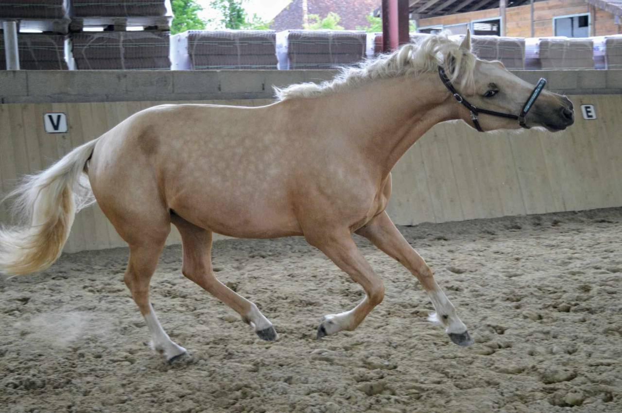 Mare AES Anglo European Studbook For sale 2021 Palomino