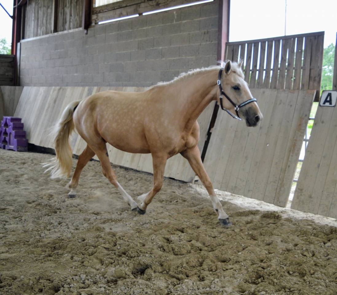 Mare AES Anglo European Studbook For sale 2021 Palomino