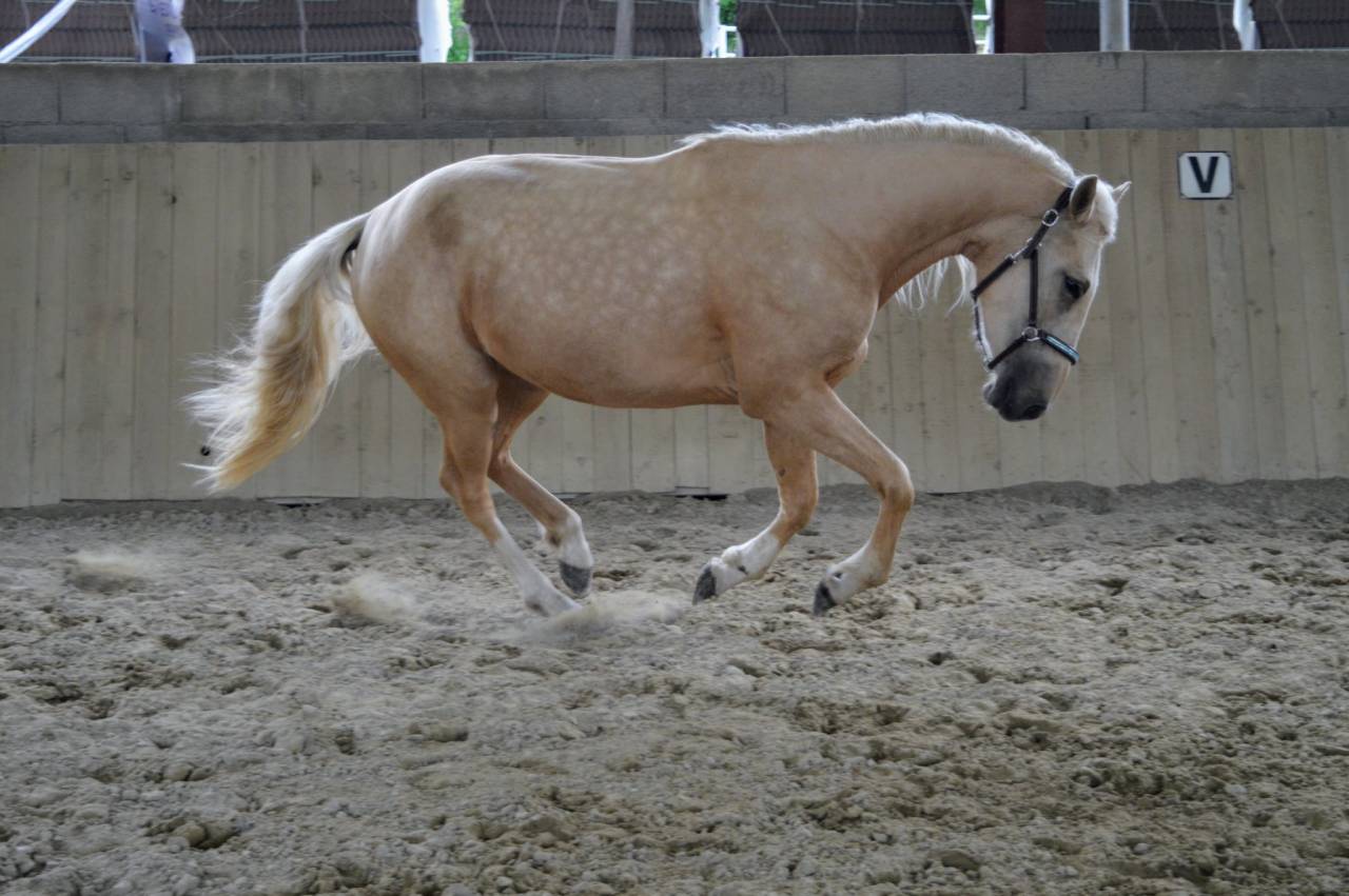 Mare AES Anglo European Studbook For sale 2021 Palomino