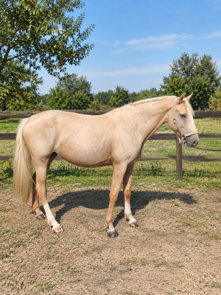 Mare AES Anglo European Studbook For sale 2021 Palomino