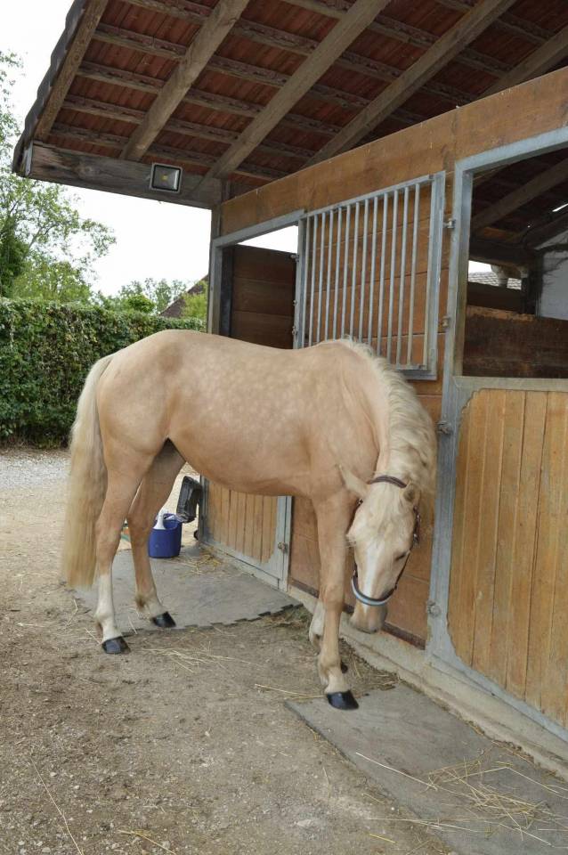 Mare AES Anglo European Studbook For sale 2021 Palomino