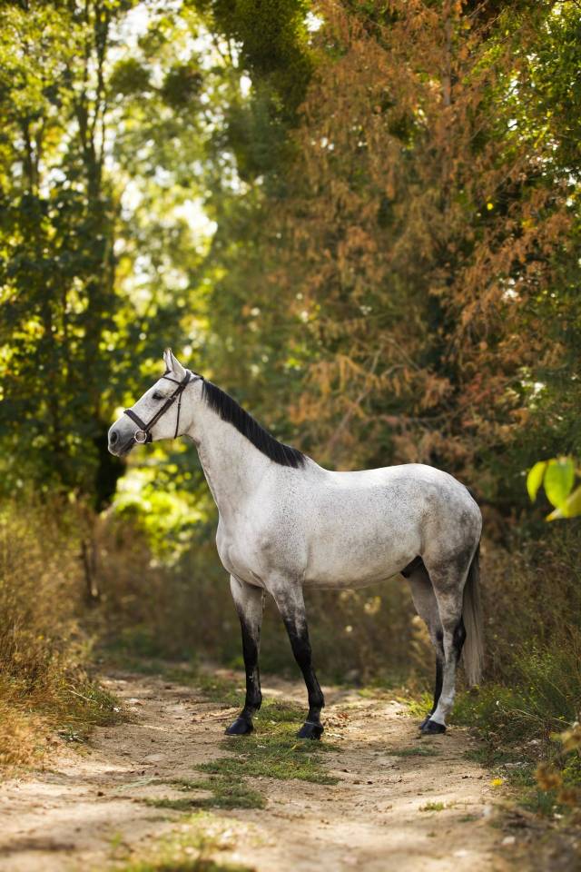 Gelding Selle Fran&ccedil;ais For sale 2018 Grey