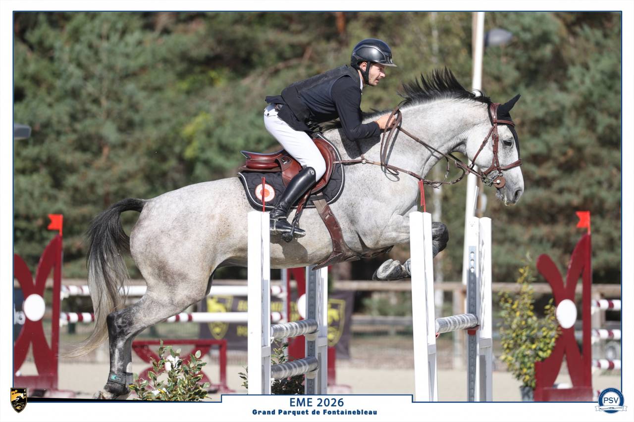 Gelding Selle Fran&ccedil;ais For sale 2018 Grey