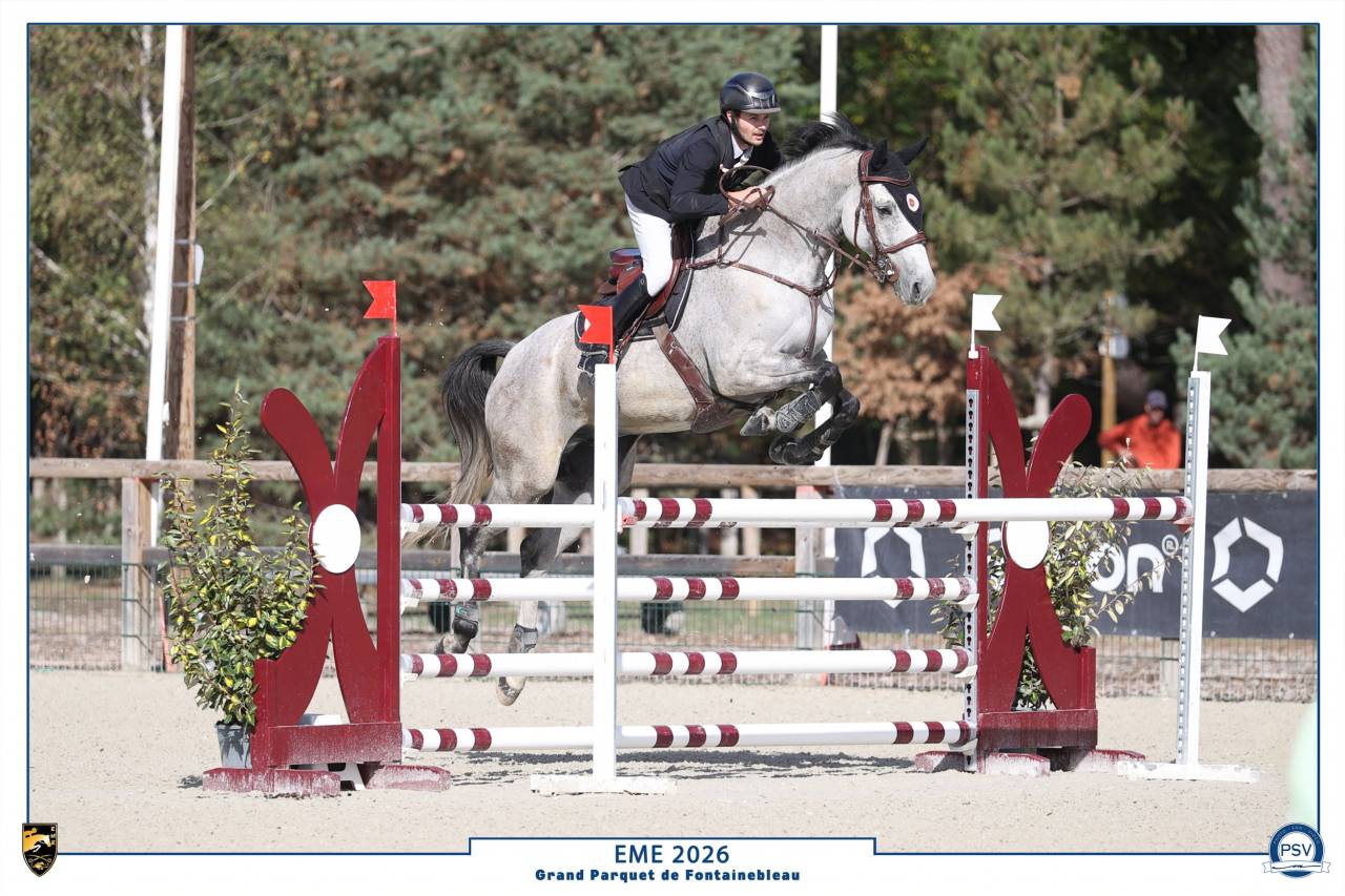 Gelding Selle Fran&ccedil;ais For sale 2018 Grey