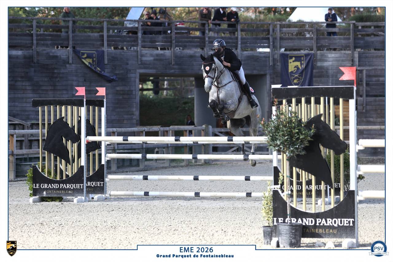 Gelding Selle Fran&ccedil;ais For sale 2018 Grey