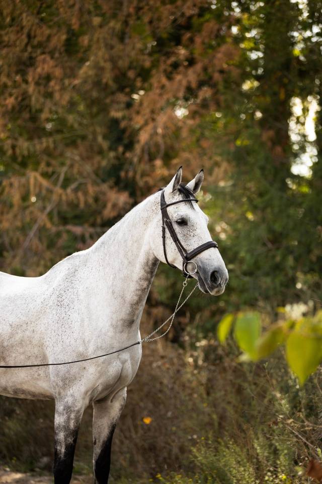 Gelding Selle Fran&ccedil;ais For sale 2018 Grey