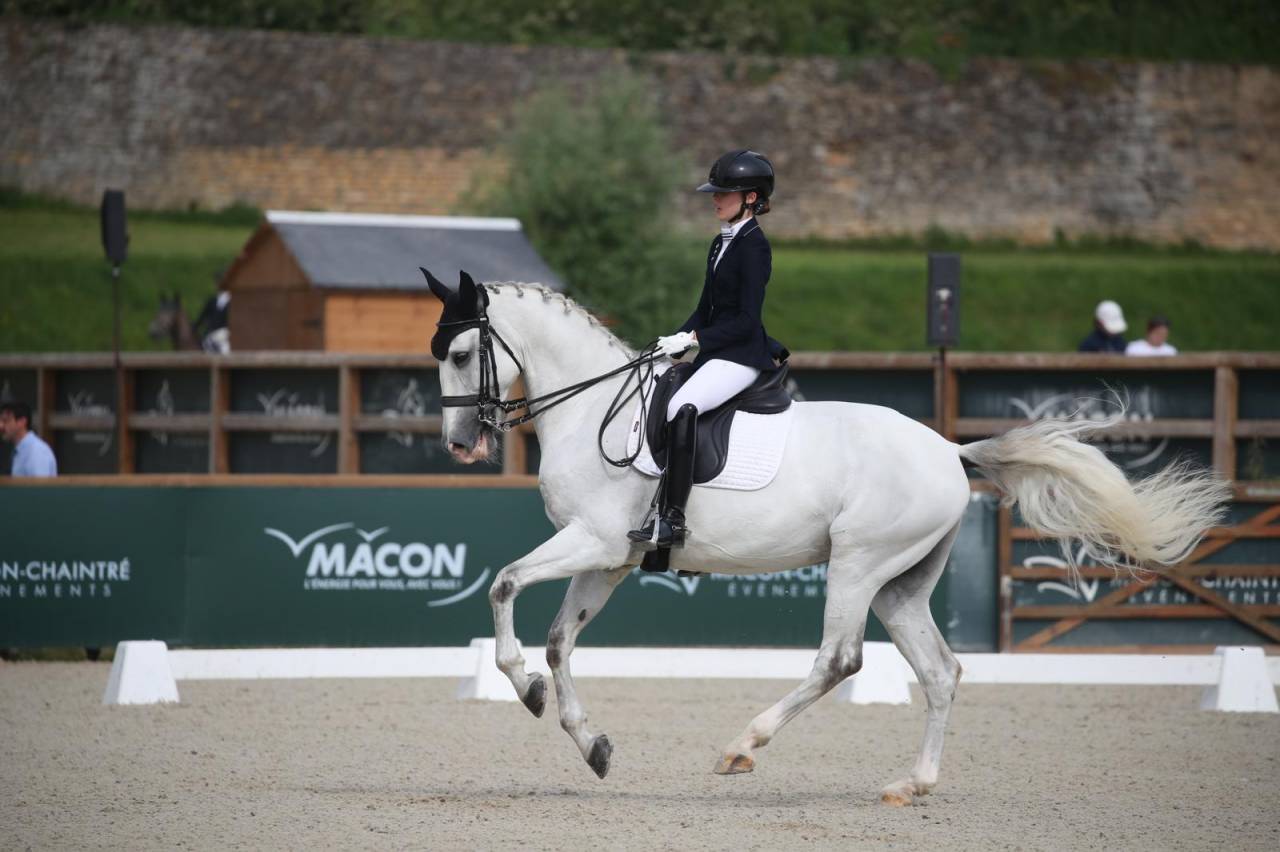 Gelding Lusitano For sale 2014 Grey