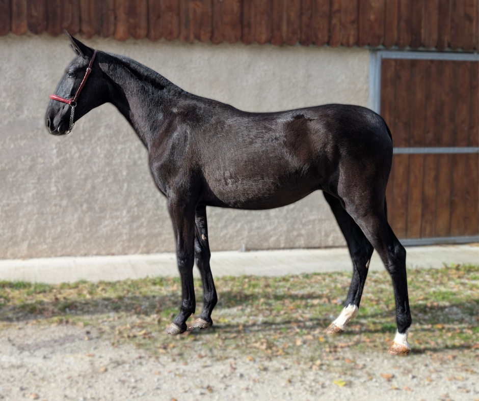 Mare PRE Pure Spanish Bred For sale 2024 Black