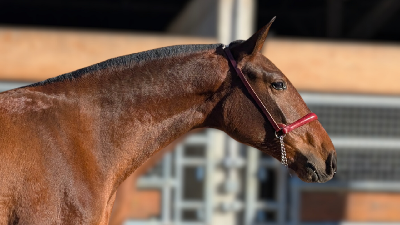 Mare PRE Pure Spanish Bred For sale 2024 Bay