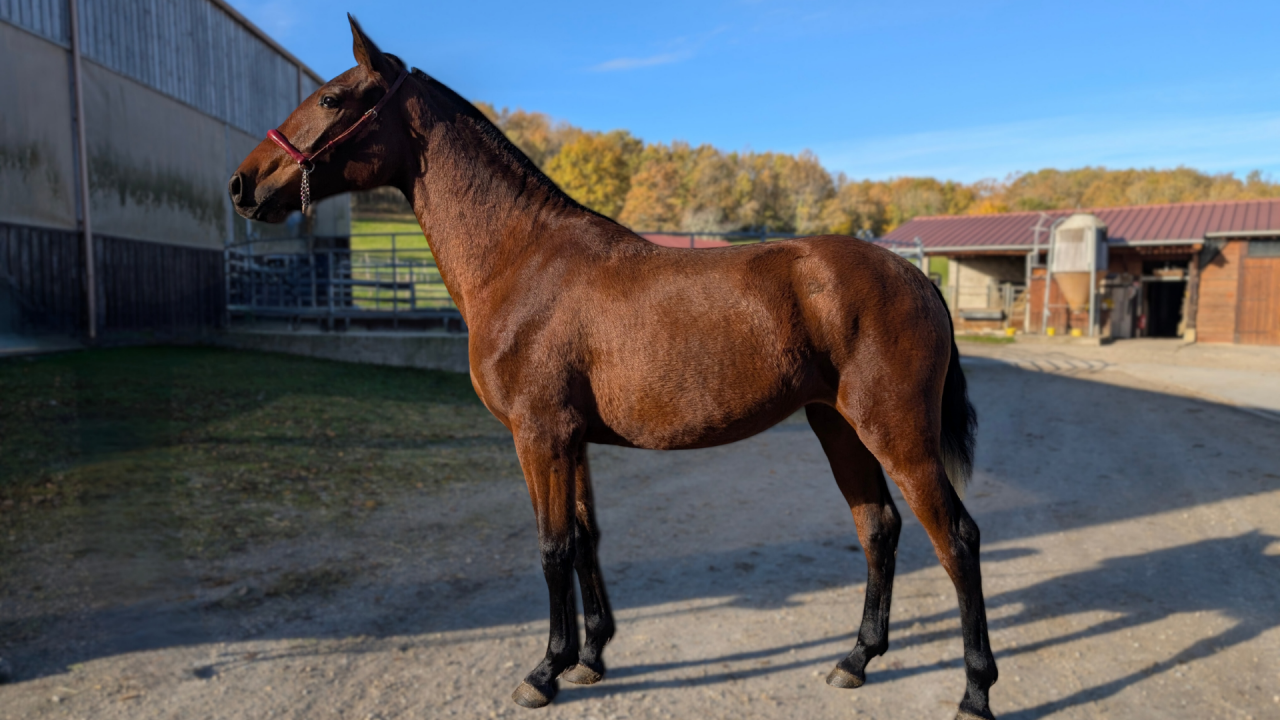 Mare PRE Pure Spanish Bred For sale 2024 Bay