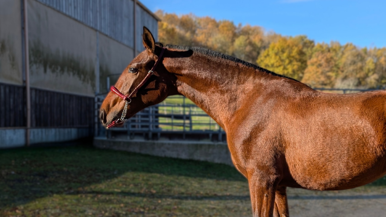 Mare PRE Pure Spanish Bred For sale 2024 Bay